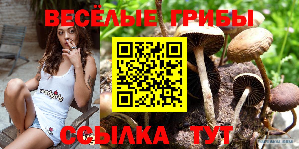 Псилоцибиновые грибы мицелий  Вход с VPN  Кузнецк 
